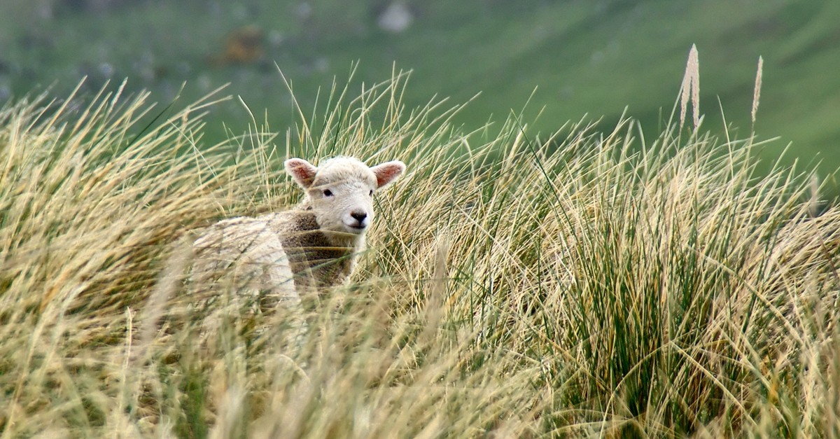 lost little sheep in tall grass 