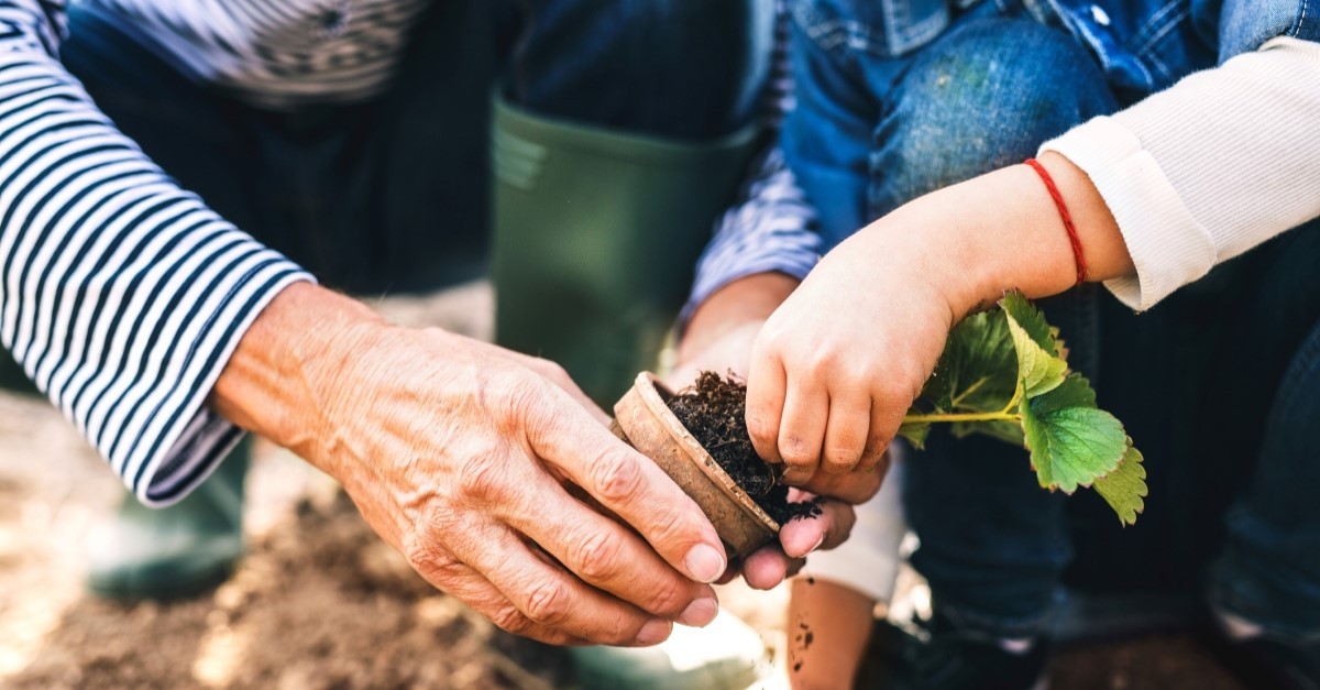 grandparent and granddaughter planting garden 